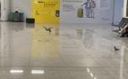 No te lo podrás creer: invasión de palomas en el interior del aeropuerto de Palma