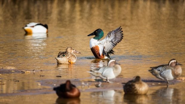 Patos en Las Tablas de Daimiel.