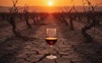 Cambio climático - Crisis del vino