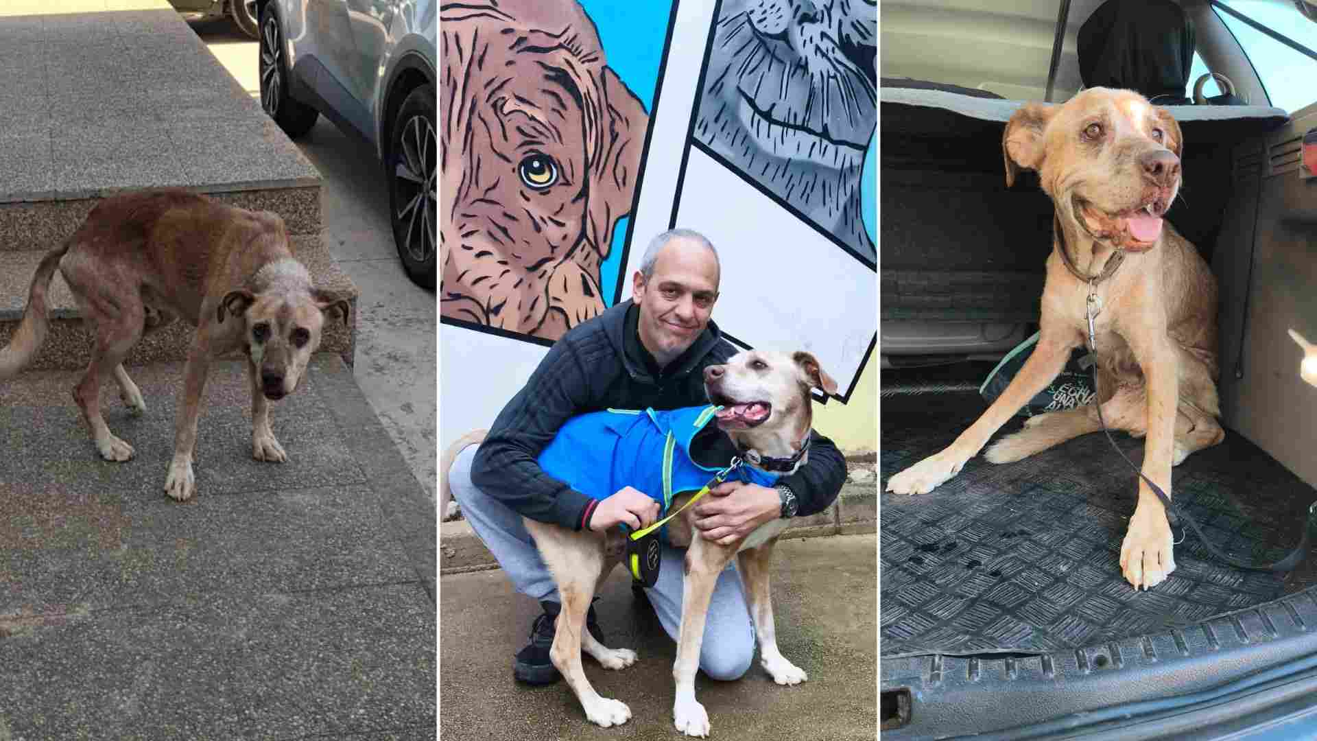 La historia de Rex, el perro de un okupa de Ibiza con tantas pulgas que parecía de otro color