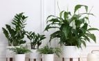 Plantas