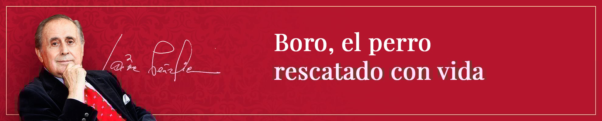 Boro, el perro rescatado con vida