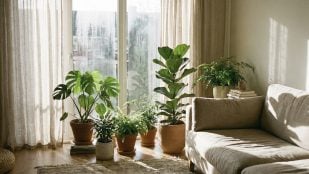 plantas al lado de la ventana
