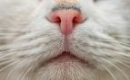 Nariz del gato