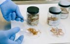 Uso de insectos en la ganadería, experimento científico para alimentar animales con insectos, CSIC propone incorporar insectos en dieta del ganado, cómo alimentar a la ganadería europea, uso de insectos en ganadería según la ciencia.