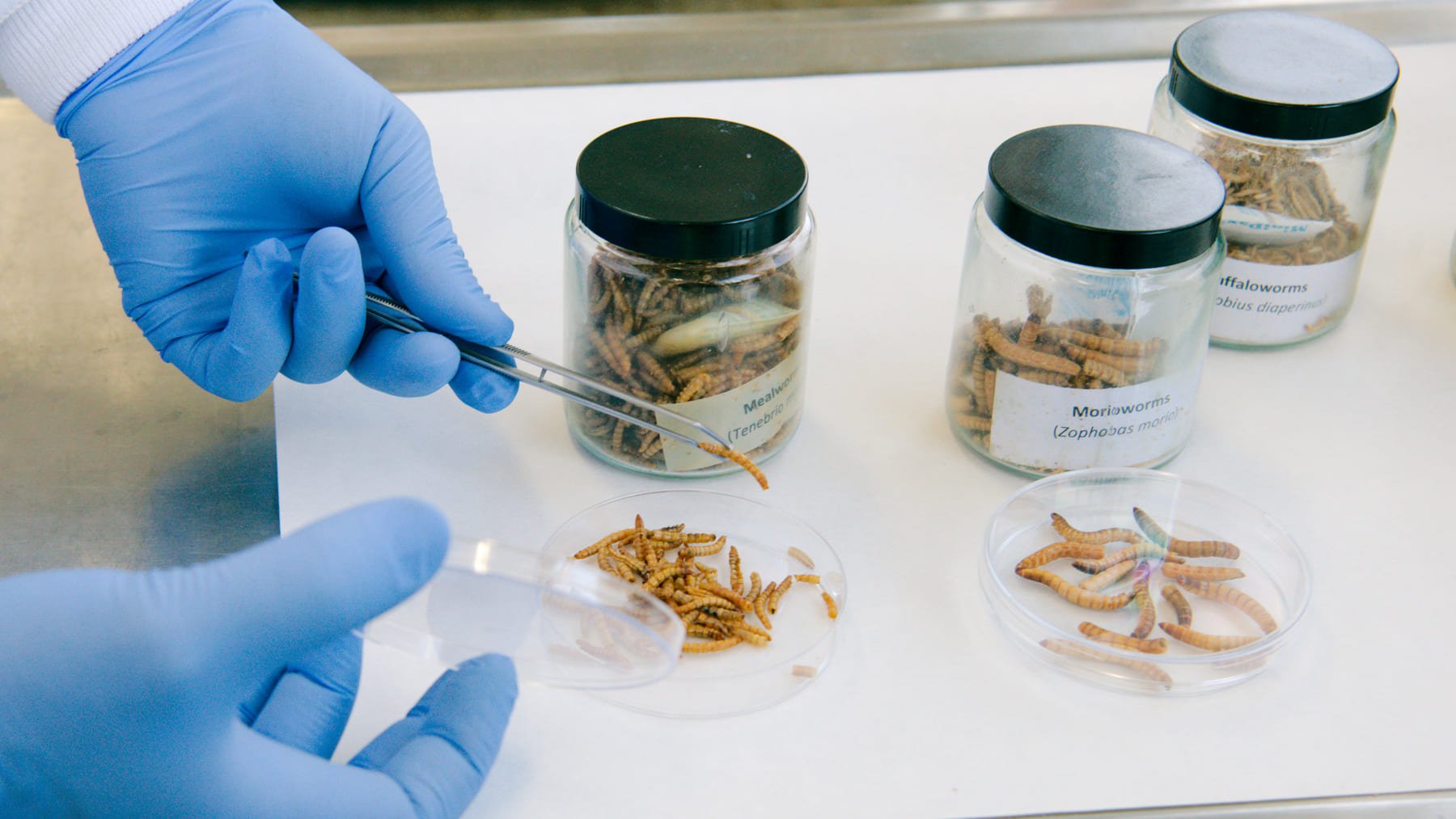 Experimento con insectos. Foto: CSIC.