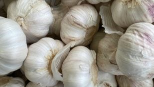 Mayor productor de ajo
