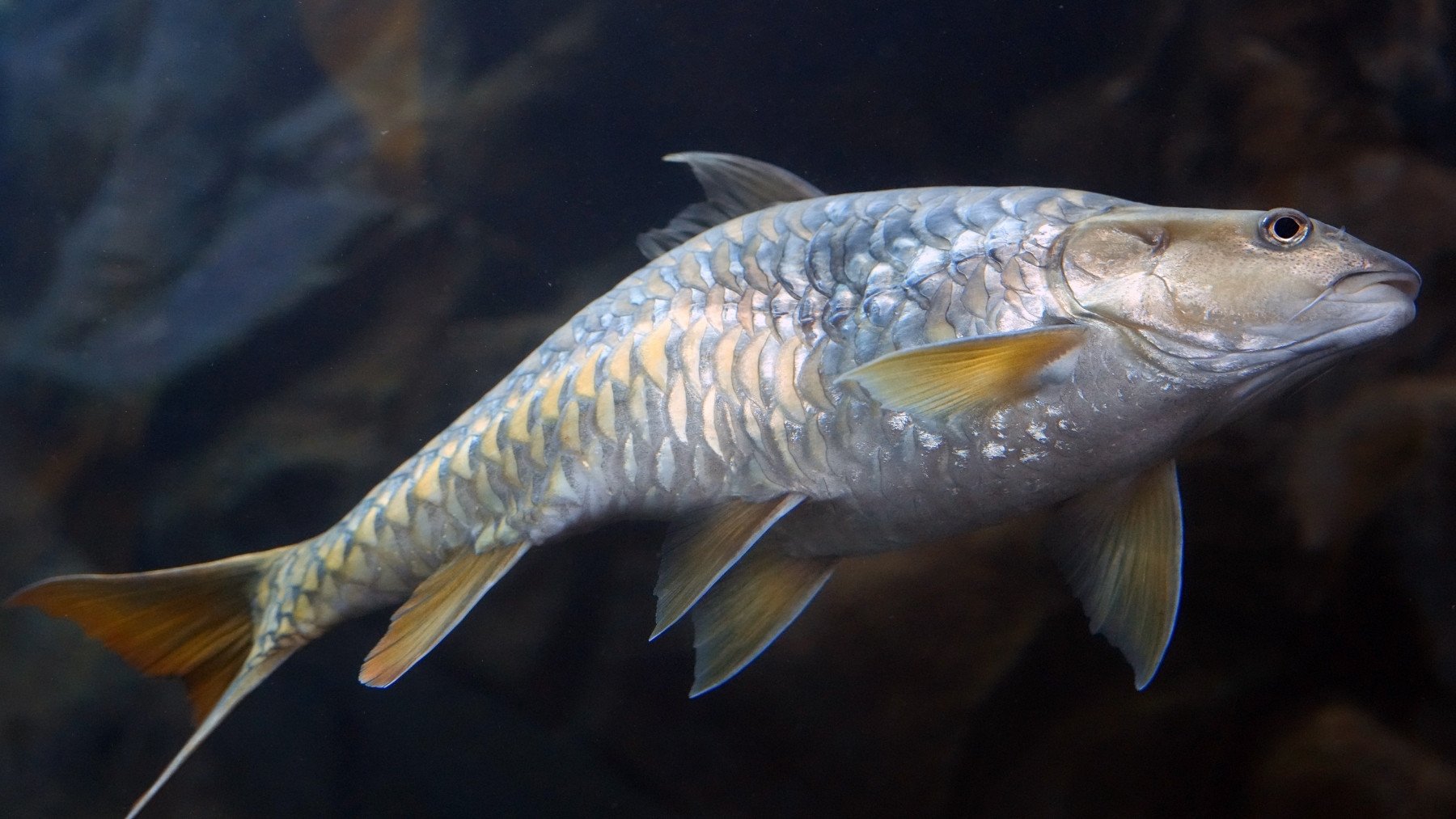 Suena cruel pero la ciencia lo avala: eliminan 45.000 kilos de esta especie invasora para salvar el ecosistema