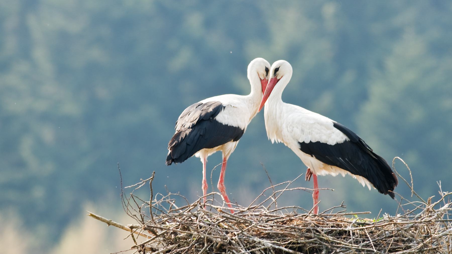 El cierre de basureros, el cambio de usos en el sector agrícola o la retirada de nidos en edificios, iglesias y monumentos podrían ser algunas de las causas de este descenso.