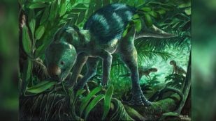 Foskeia pelendonum, nueva especie de dinosaurio herbívoro que vivió hace unos 125 millones de años. Ilustración: Martina Charnelli. (CONICET)