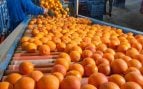 naranjas egipto agricultores