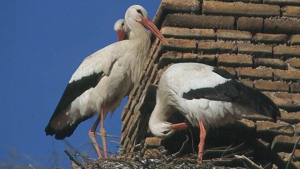 san blas cigüeñas