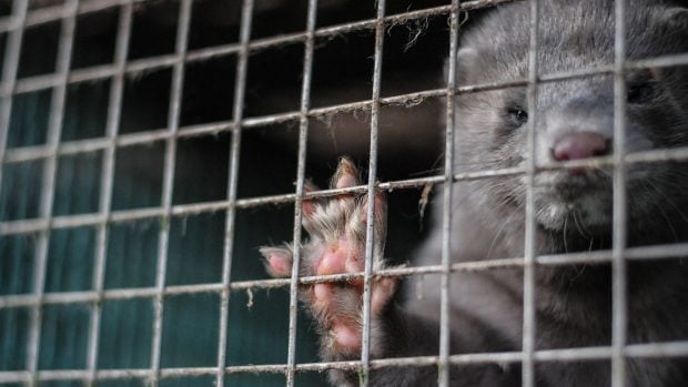 Vis&oacute;n entre rejas. (Foto. Anima Naturalis).