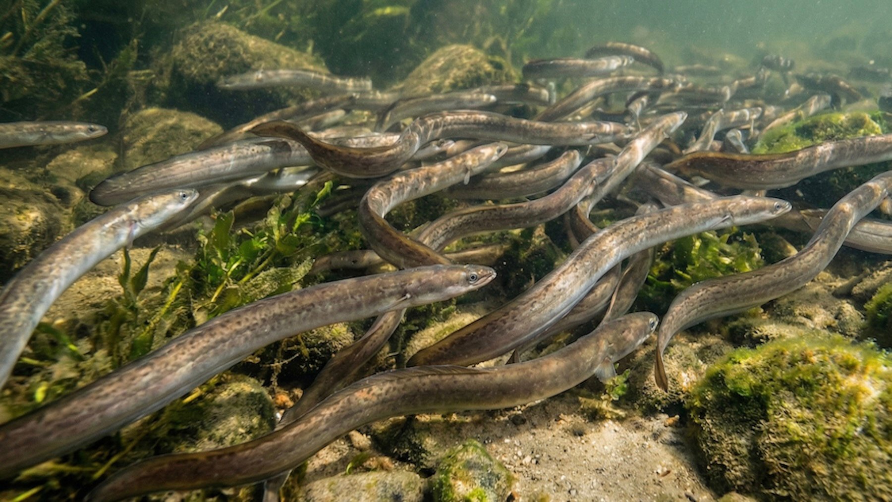 Los pescadores gallegos y asturianos, en pie de guerra por la propuesta de vedar la pesca de la anguila