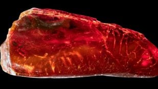 hormiga 40 millones años