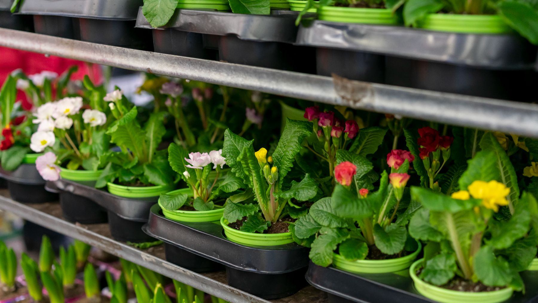 El próximo viernes va a haber colas en Lidl por la oferta en plantas: no has visto nada tan barato