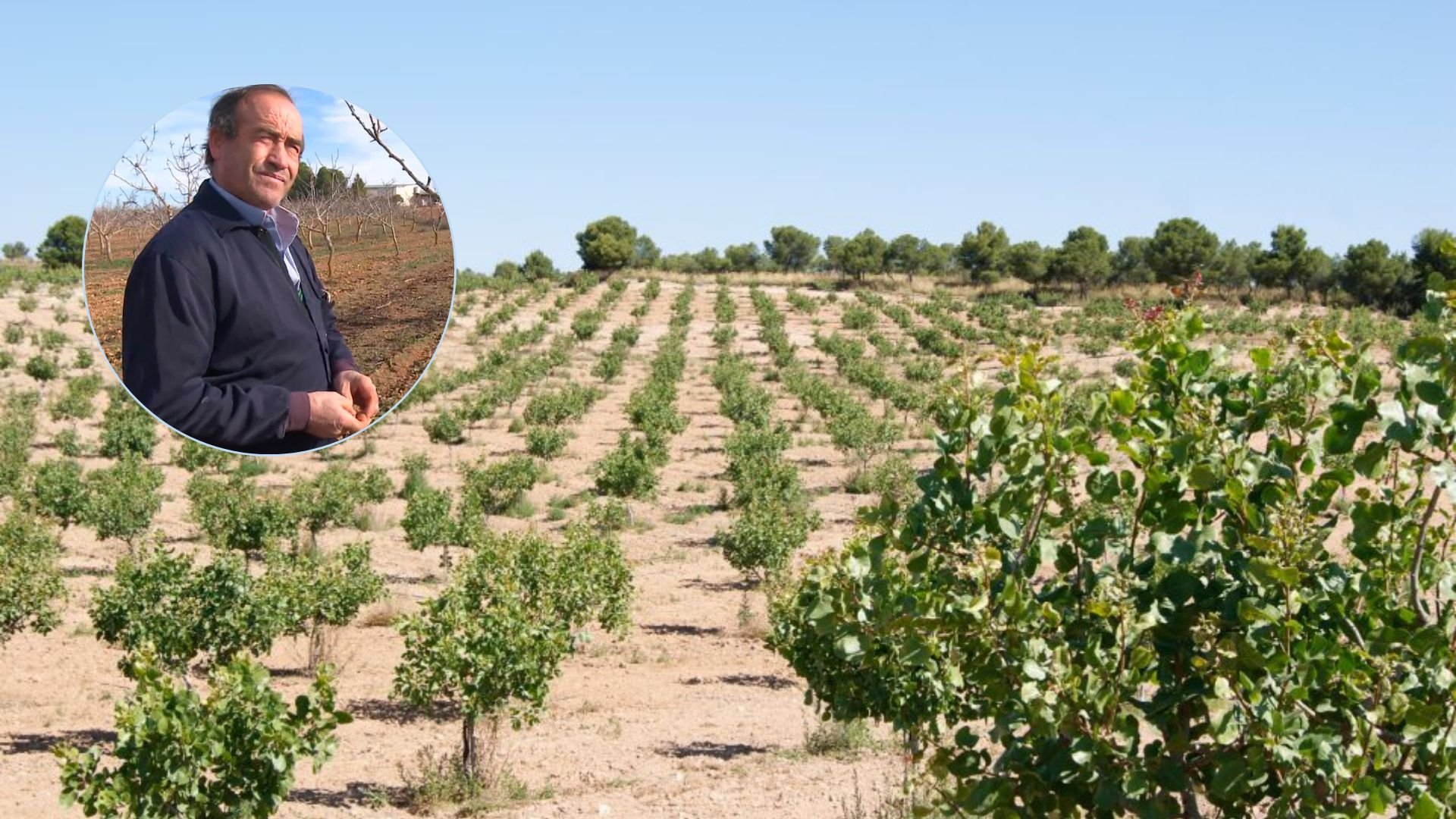 El fruto seco que ha hecho a un agricultor pasar de cobrar un sueldo medio a facturar seis cifras largas al año