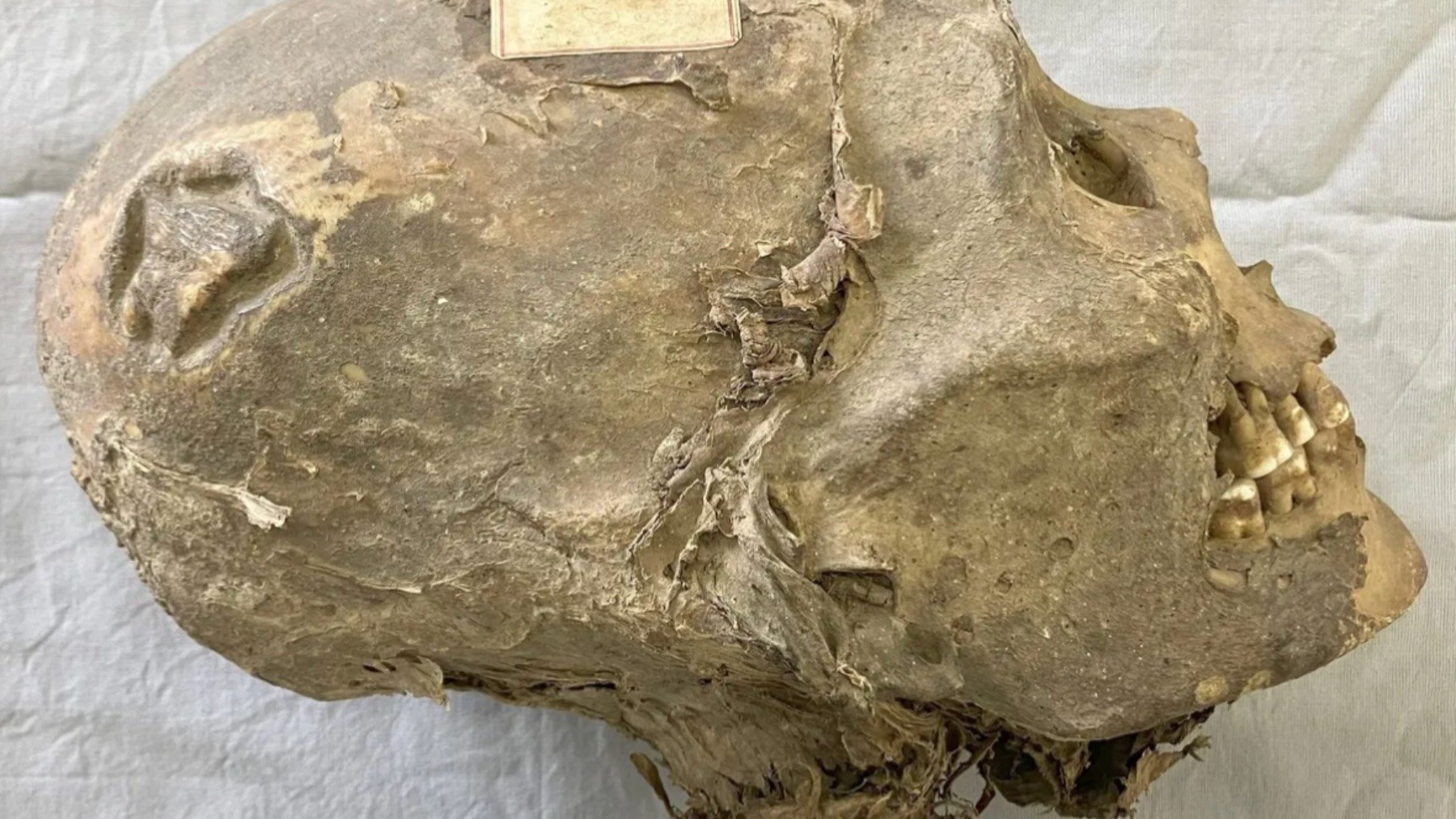 Los arqueólogos no saben dónde esconderse: la cabeza de una momia estuvo 100 años mal identificada en un museo suizo