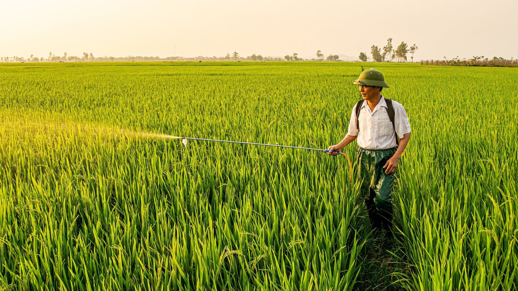 Agricultor usando productos en su plantación.