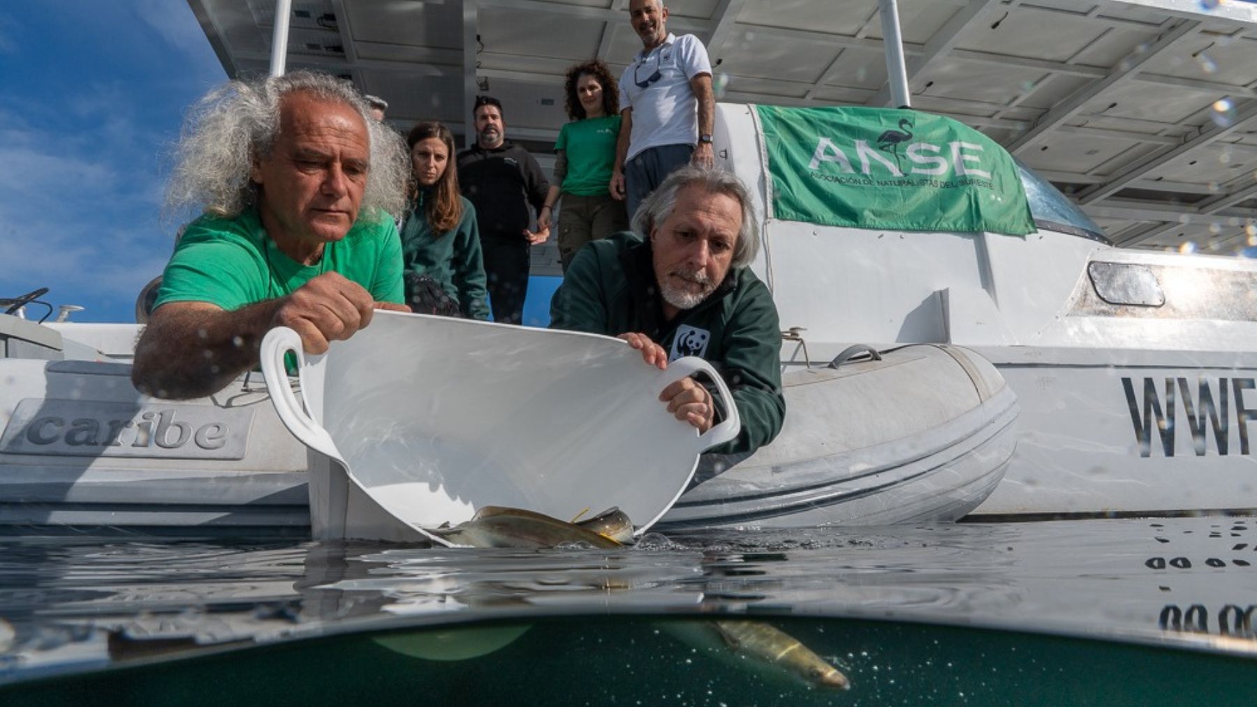 Preocupación máxima en la zoología española: la anguila está más cerca de extinguirse que el lince o el oso polar