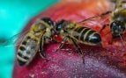 Por qué la leche de almendras es mala para las abejas, científicos encuentran nuevo enemigo de las abejas, problema de las abejas y las leches vegetales, uso de agua y abejas, huella hídrica y muerte de abeja.