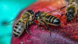 Por qué la leche de almendras es mala para las abejas, científicos encuentran nuevo enemigo de las abejas, problema de las abejas y las leches vegetales, uso de agua y abejas, huella hídrica y muerte de abeja.