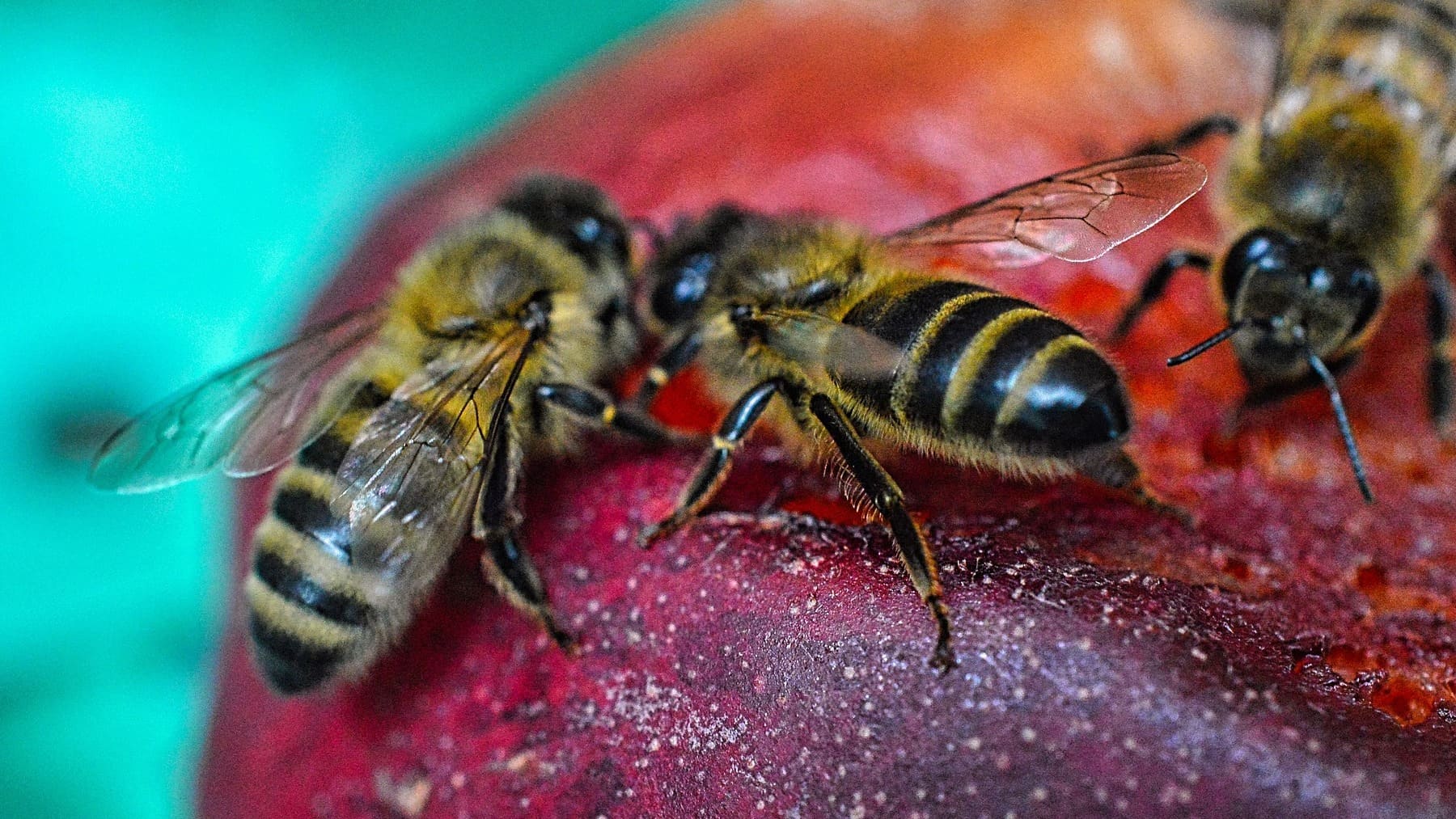Los expertos alertan: las abejas tienen un nuevo e inesperado enemigo, y muchos lo tomamos a diario en casa