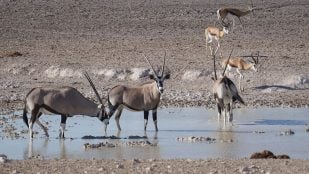 Antílopes y recuperación del Sahara, desierto del Sahara, antílopes experimento científico.
