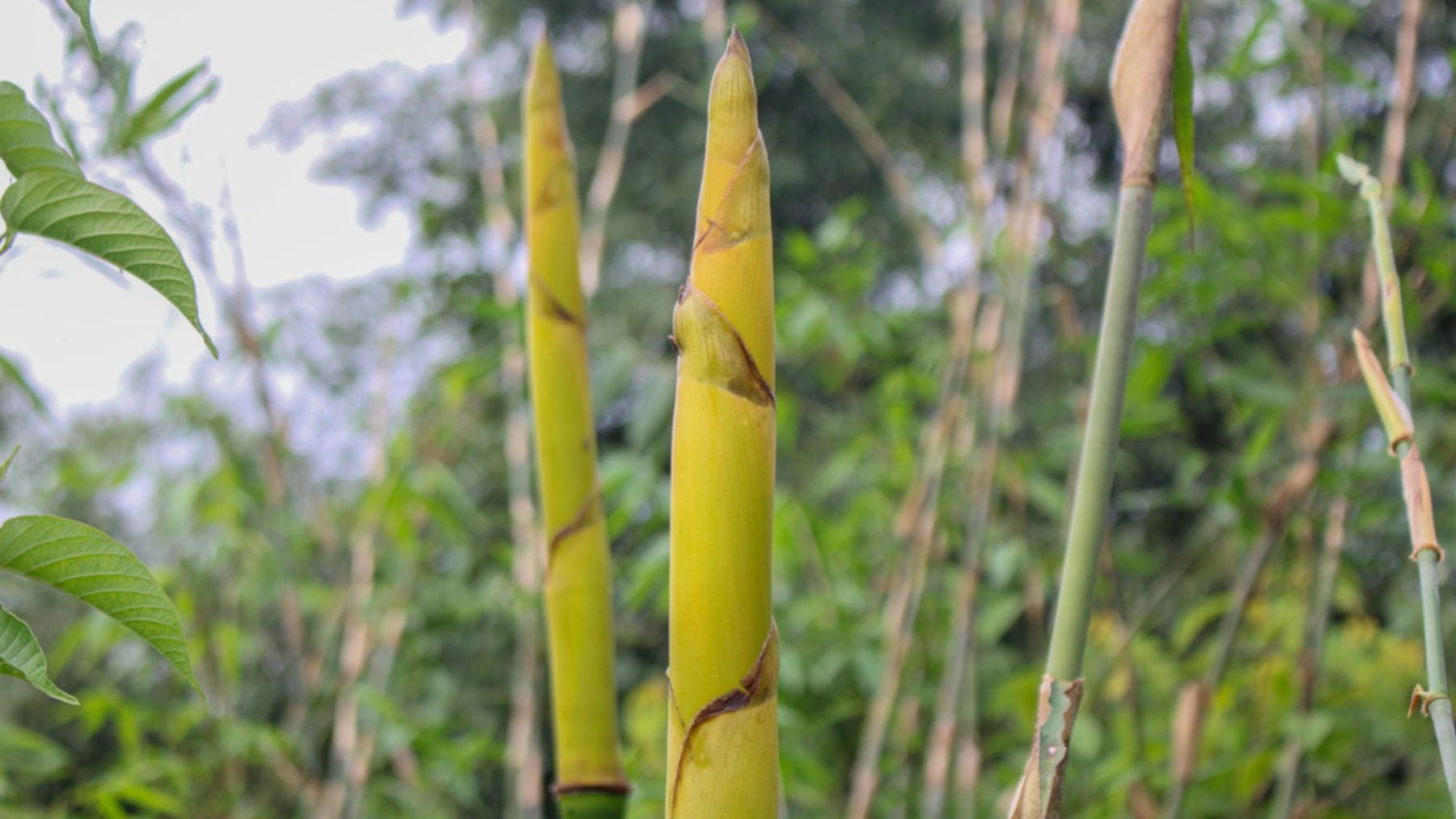 ¿Es el bambú el nuevo superalimento?: aliado para reducir los niveles de azúcar en sangre