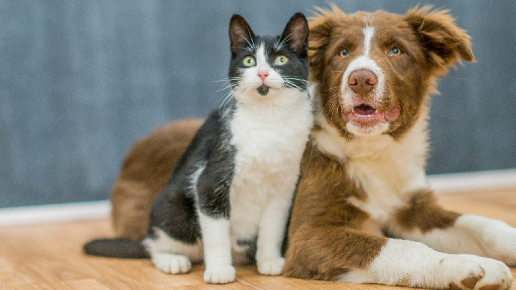 El Código Civil lo aclara: quién se queda con el perro o gato en caso de divorcio de la pareja