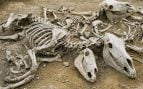 Huesos, animales, esqueletos