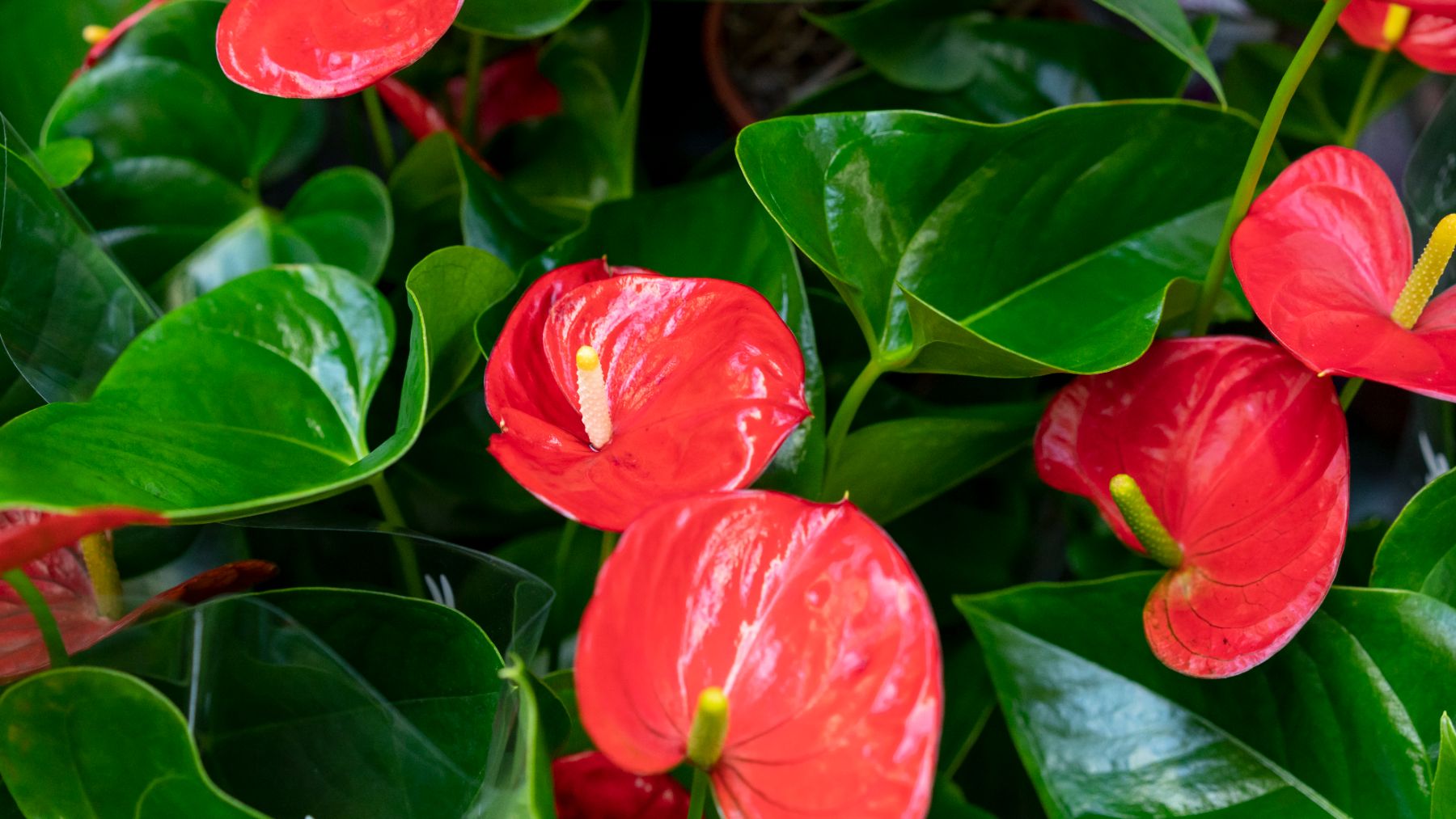 Parece mentira pero los expertos en plantas lo confirman: esta especie tropical es la más resistente de todas
