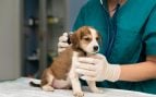 veterinario perro