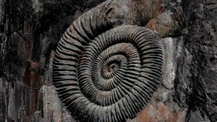 Criatura de hace más de 100 millones de años