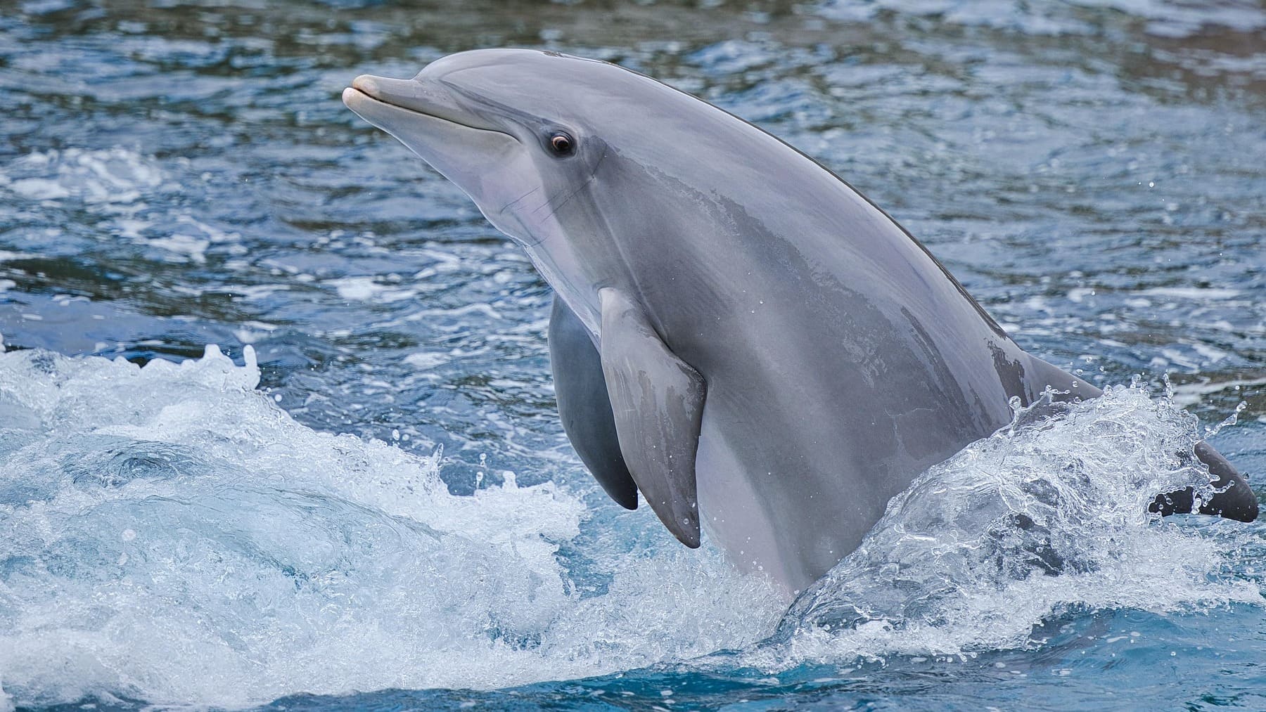 Los expertos ponen el grito en el cielo: la floración de algas tóxicas ya afecta al cerebro de los delfines en Florida