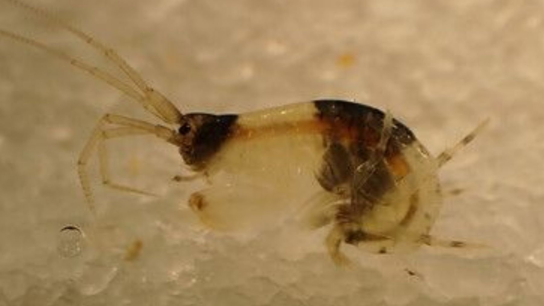 Los zoólogos no dan crédito: descubren en Japón dos nuevas especies de anfípodos con un color nunca visto