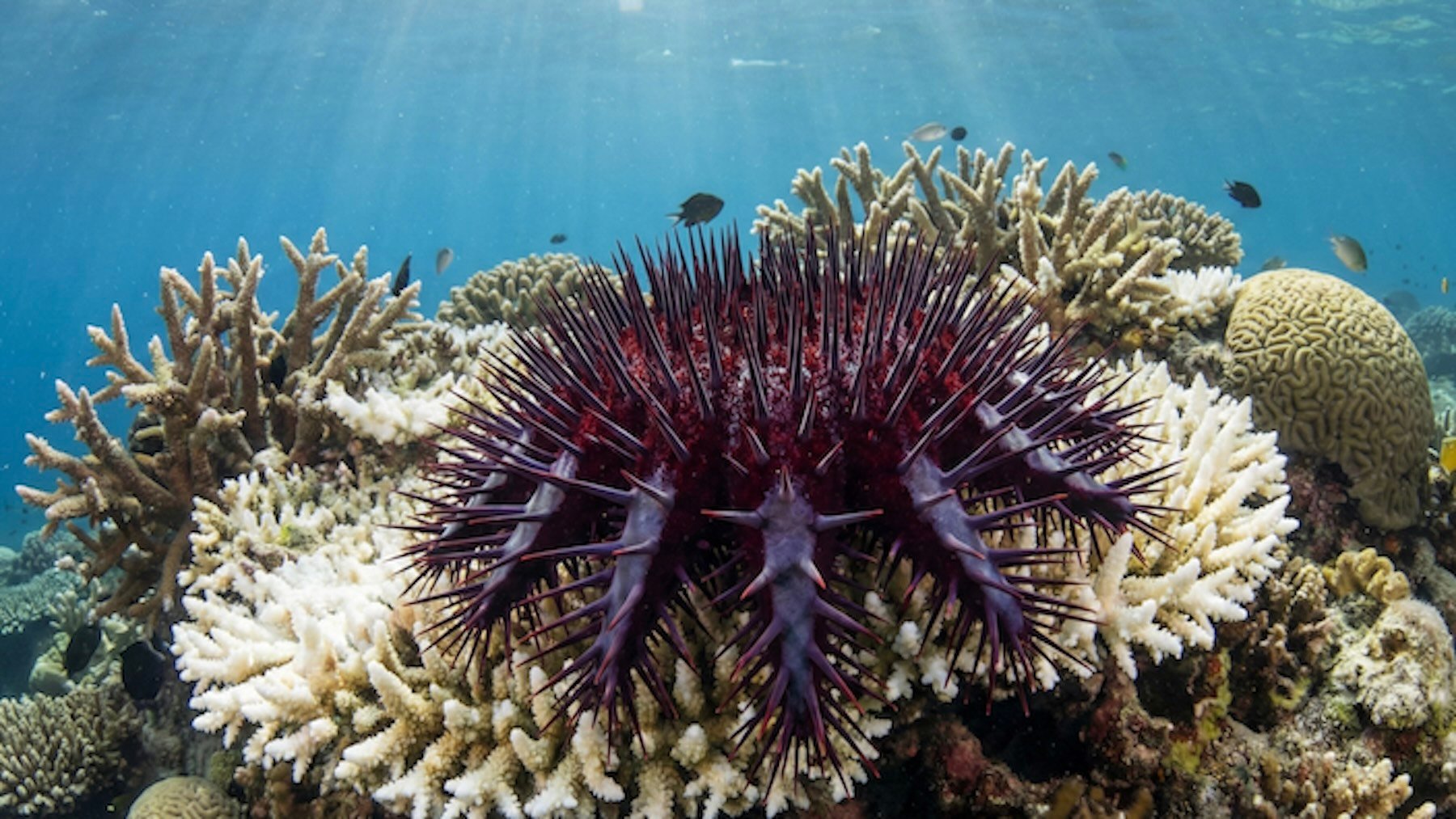La ciencia brinda por un hito histórico: crean feromonas sintéticas para combatir una feroz plaga que asola los arrecifes