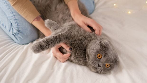 La ciencia revela por qu&eacute; los gatos se frotan y qu&eacute; es en realidad este gesto que usan como un sistema para marcar seguridad y confianza. (Foto: Freepik)