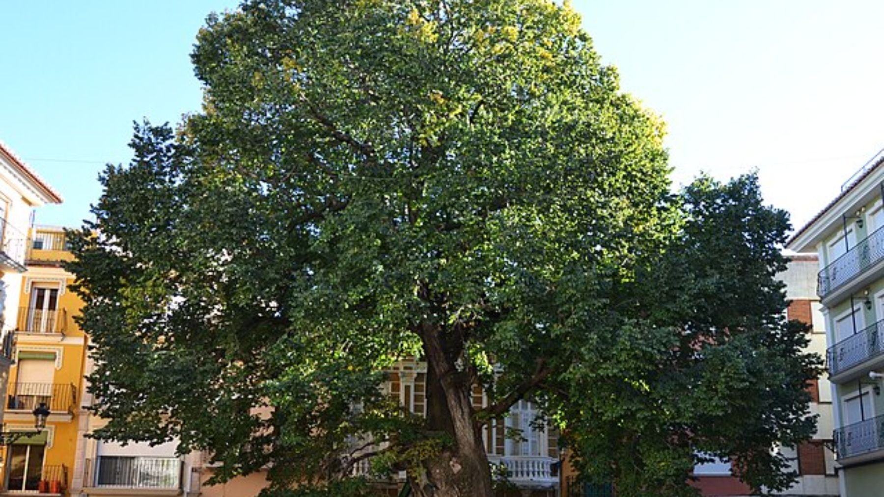 Uno de los árboles más gigantescos de España está en un pueblo de Castellón: mide 19 metros y tiene 390 años