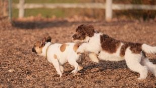 Perros, animales, mascotas