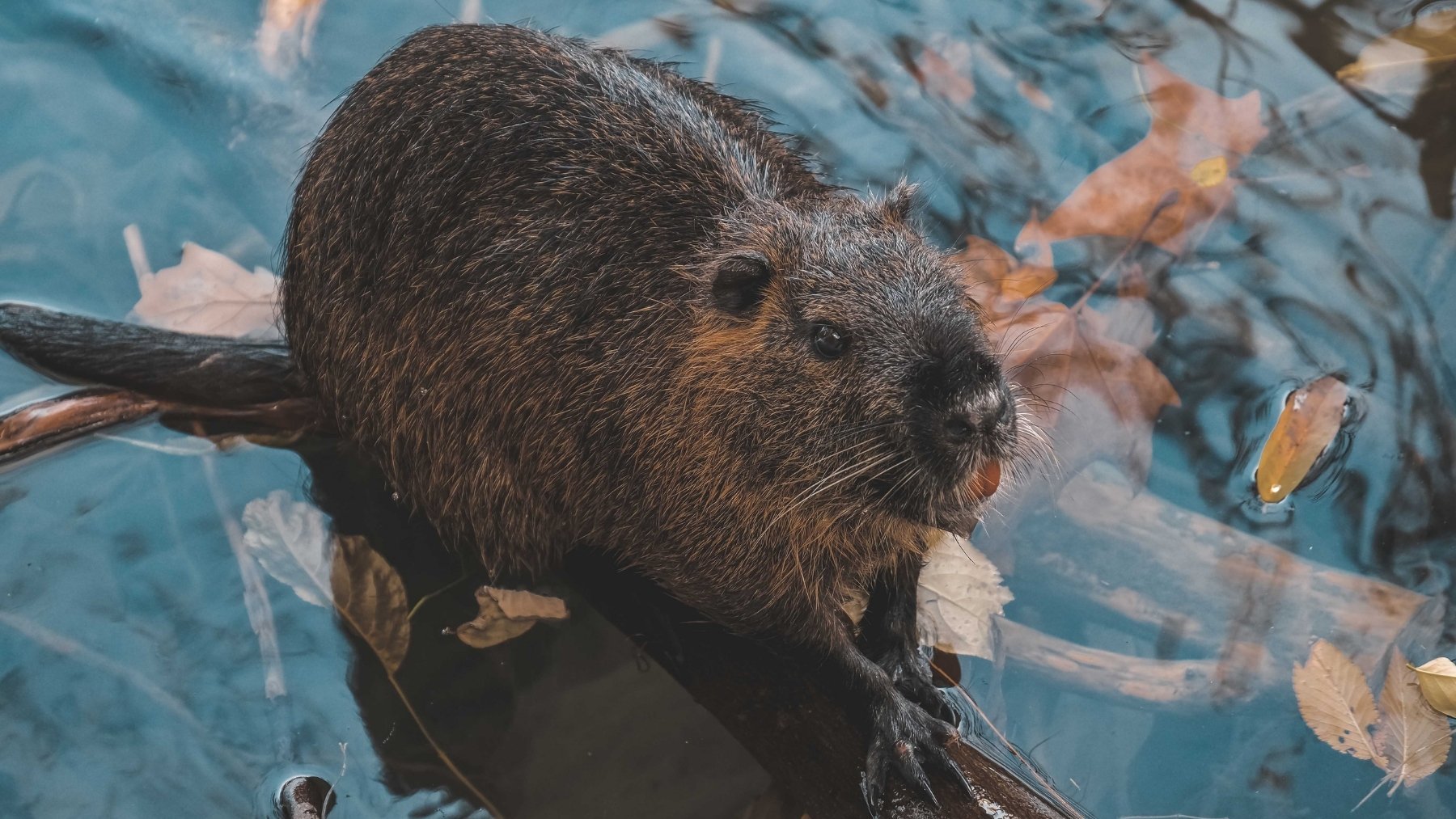 Suena cruel pero en esta ciudad de España están capturando a este animal: está alterando la fauna