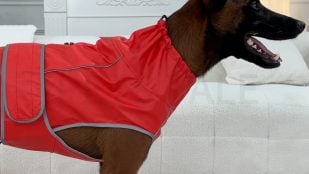 Chubasquero para perros