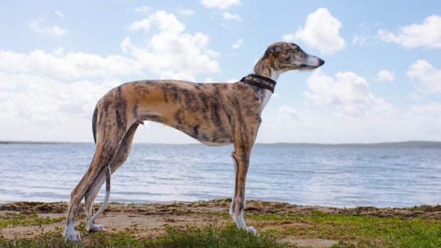 galgo español