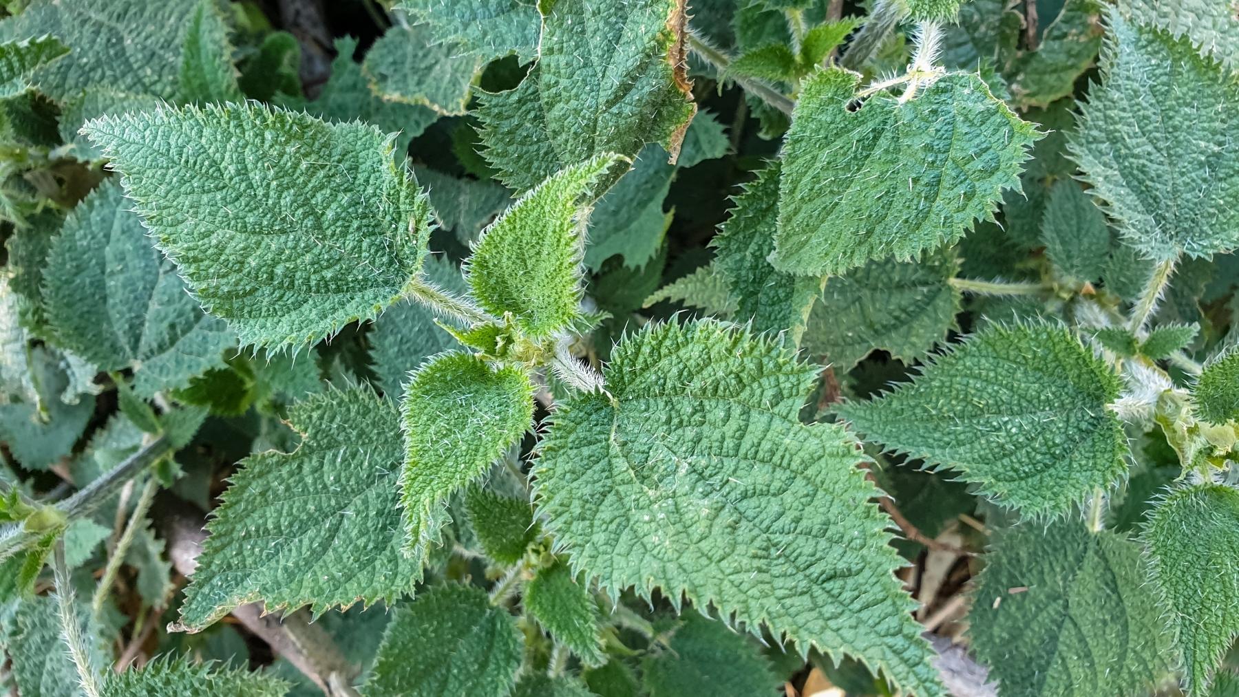 La planta que parece inofensiva pero aterra a los científicos: sus agujas liberan un dolor que puede durar años
