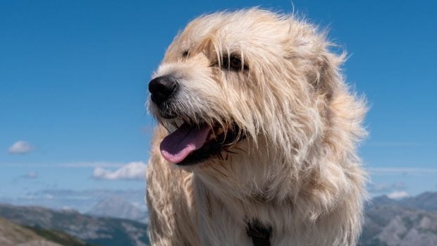 Ejemplar de perro pastor vasco.