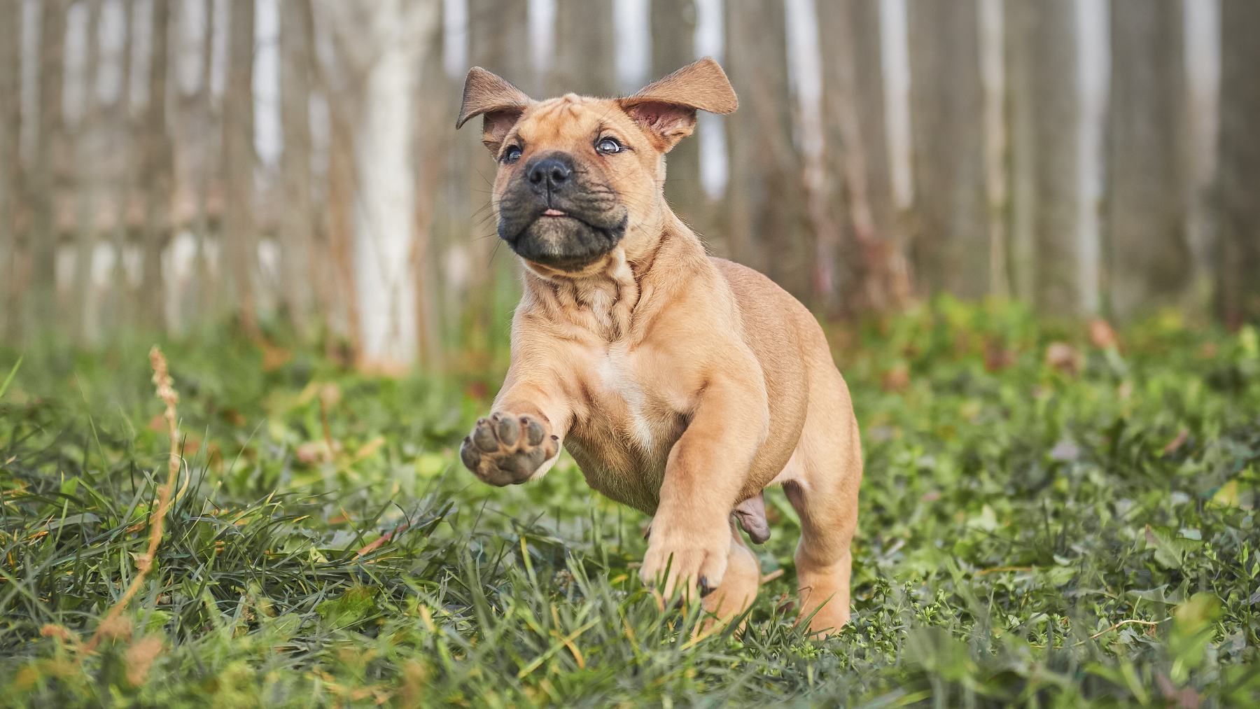 El Dogo Mallorquín (Ca de bou) es una de las especies amezadas según la Real Sociedad Canina Española.