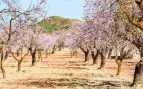 Mallorca almendros