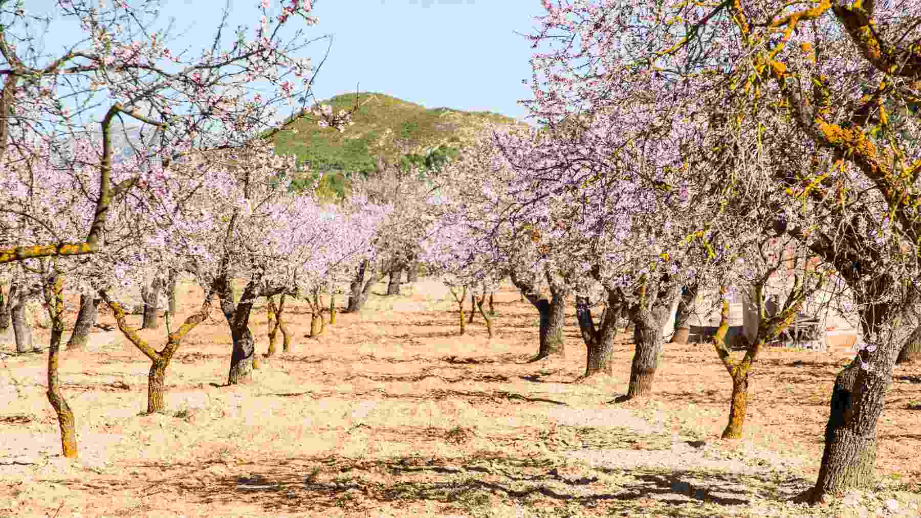 Adiós a los campos blancos de almendros en flor de Mallorca en invierno