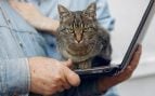 No, tu gato no se acuesta sobre tu ordenador para buscar calor. La ciencia explica la verdad tras este comportamiento.. (Foto: Freepik)