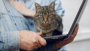 No, tu gato no se acuesta sobre tu ordenador para buscar calor. La ciencia explica la verdad tras este comportamiento.. (Foto: Freepik)